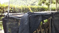 小学生と椎茸の本伏せ作業