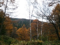 八ヶ岳の紅葉と自然の植生