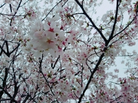 雨が降りだしました 2021/03/28 16:22:40