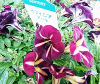 変化する花？ 2020/04/13 16:30:00