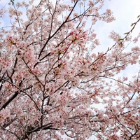 今年もキレイ 2022/04/01 14:28:50