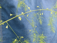何の花？ 2019/07/22 20:30:00
