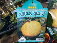 ビタミンいっぱい 2021/01/13 12:29:52