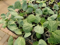 野菜苗 2020/09/15 11:45:00