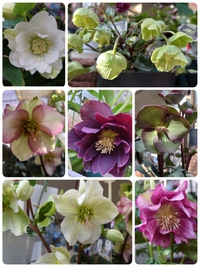 寒いけど花はキレイに咲いています 2022/01/14 11:38:34