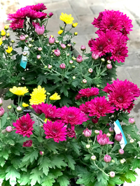 秋の花 2021/10/31 09:40:54