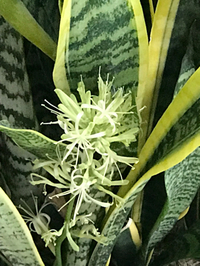 花が咲きました 2019/06/26 13:48:34