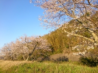 穏やかな… 2020/04/06 14:45:00