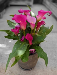 花の力 2022/02/22 11:18:42