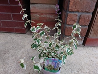 秋の花 2021/10/06 11:26:08
