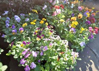 冬の花壇に模様替えを！！ 2021/11/10 19:22:01