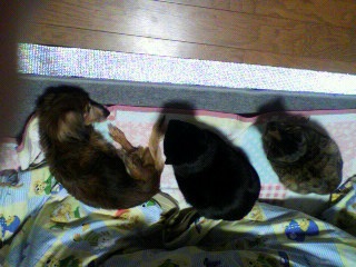 みんな元気です＾＾）