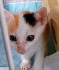 久々、子猫預かり中 2016/06/11 22:48:13