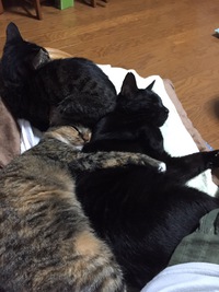 この頃の我が家のネコ 2015/11/03 20:35:18