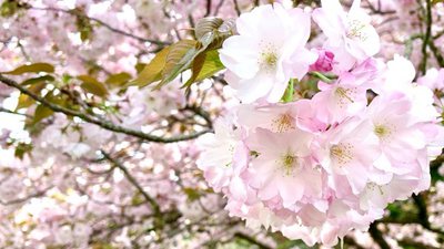 【スマホで撮影から編集、アップまで】春の浜松フラワーパーク