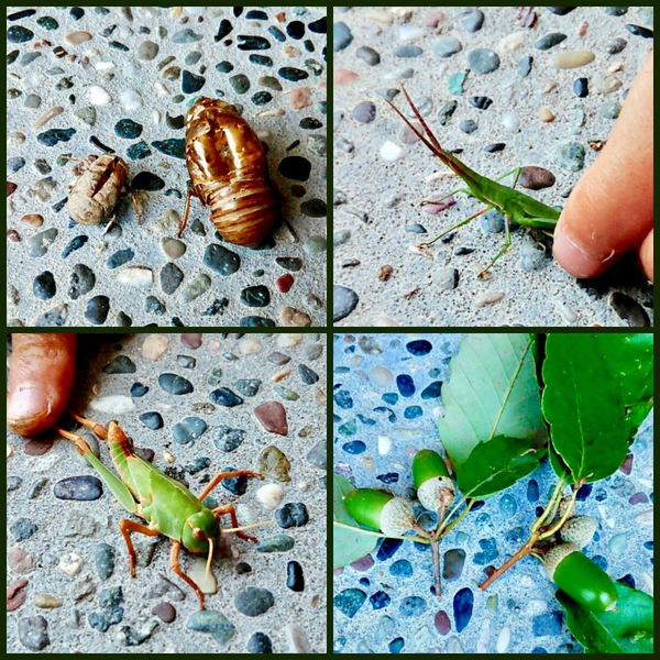 かぶとむしがとれたよ！