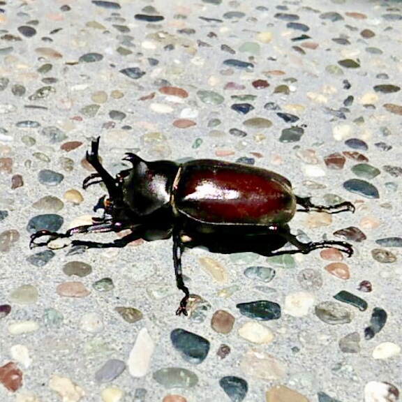 かぶとむしがとれたよ！