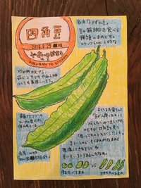 やさいのはなし♯8  四角豆