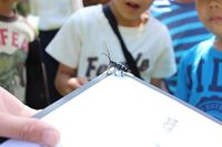 竜洋昆虫公園・北野先生の昆虫講座 2014/07/09 15:58:27