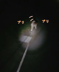 闇夜に潜む常夏娘と和犬 2015/09/14 23:14:37