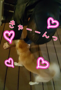 弁当の真実 2015/11/25 22:28:10
