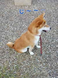 今日のコノタン 2015/10/14 22:49:37