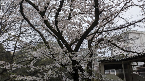 誠徳館の桜