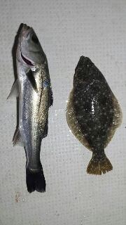 初物(^-^)/ 2015/02/21 23:02:53
