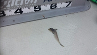欲張りなやつ！ 2015/05/18 22:05:43