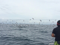 大ナブラチロワ 2014/08/24 16:10:36