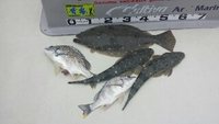 ＨＯＴプラ？？ 2015/04/06 08:16:00
