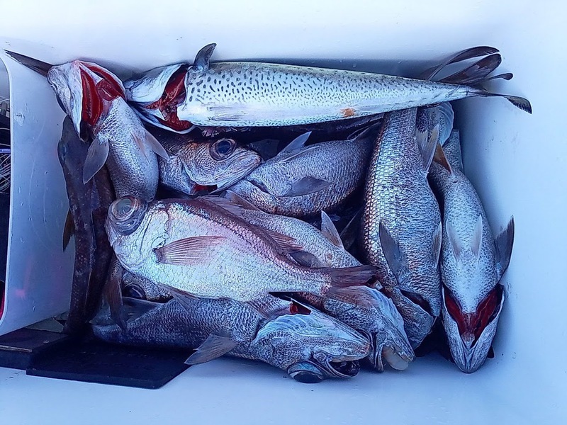 中深海・餌釣り