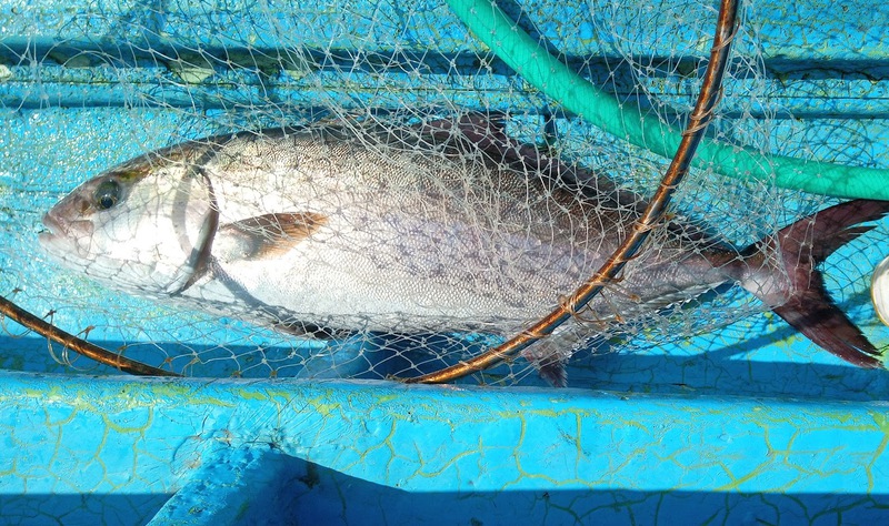 ジギング・泳がせ・釣果・カンパチ