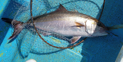 ジギング・泳がせ・釣果・カンパチ