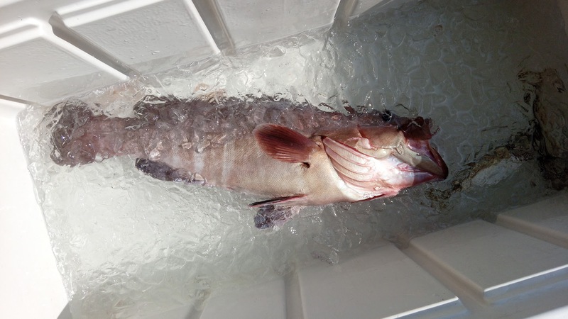 ジギング・泳がせ・釣果・カンパチ