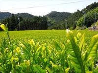 七夕茶会開催します 2013/07/05 15:29:01