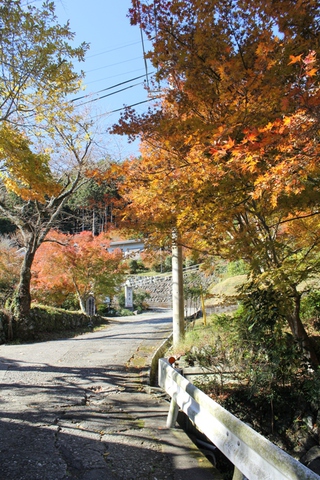 熊の紅葉