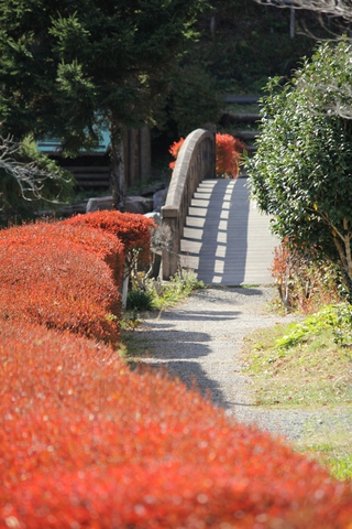 熊の紅葉