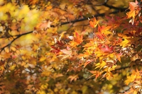 熊の紅葉 2013/11/24 16:15:48