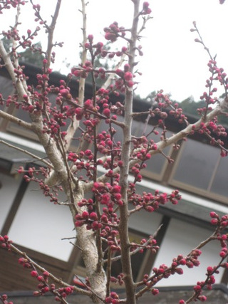 つぼみが膨らんで