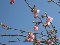 咲いてきました 2013/03/16 16:08:27