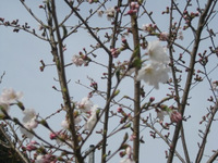 ３月ももう終わりですね。 2013/03/29 15:42:52