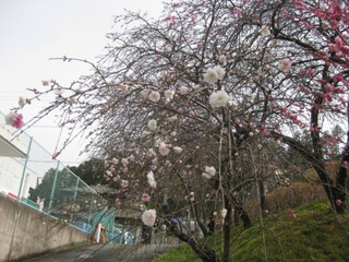 ３月ももう終わりですね。