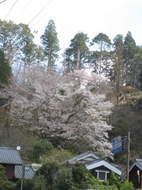 お花見は？ 2013/04/05 11:54:47