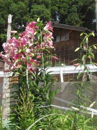 暑かった３連休でしたね 2013/07/15 16:47:33