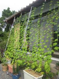 暑いですね。 2013/07/31 15:43:59