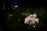夜桜（浜松城公園）