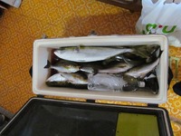 お祭り前には　釣りに‥‥