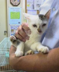 新しい家族募集中です