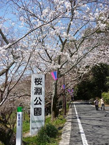 桜淵公園（愛知県新城市）へ♪